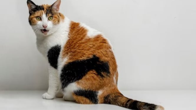 Kucing belang tiga yang menawan