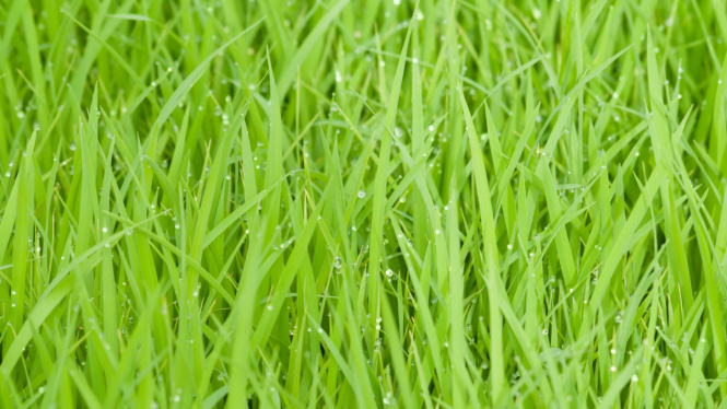 Tips membasmi rumput dengan bahan alami