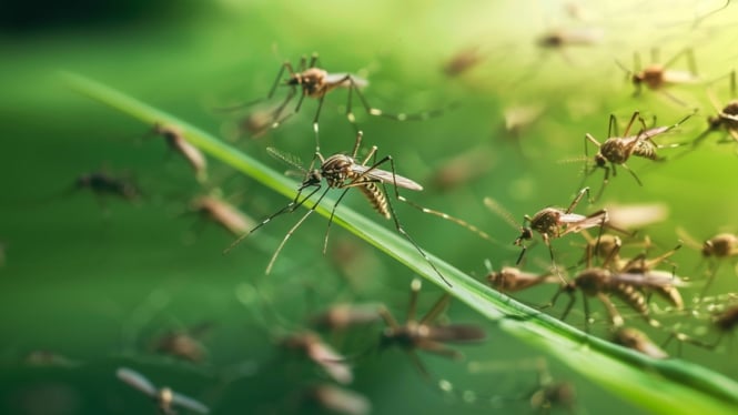 Sekelompok nyamuk hinggap di daun hijau