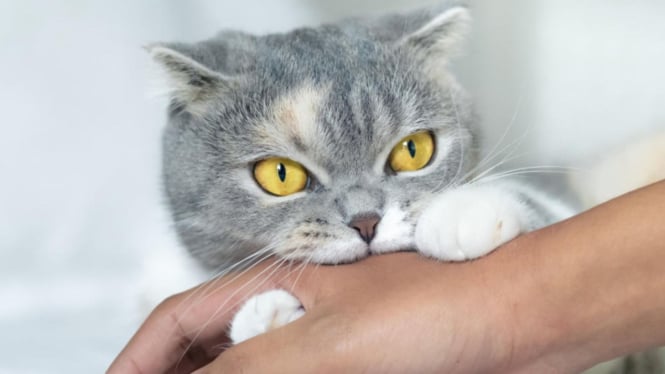 Gigitan kucing jadi salah satu cara rabies menyerang manusia