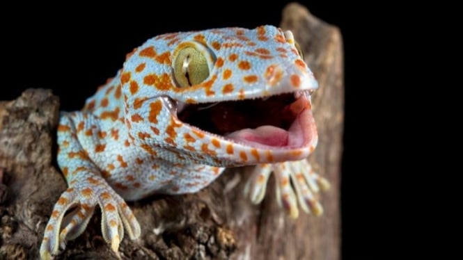 Tokek sedang berada diatas kayu dengan latar belakang hitam