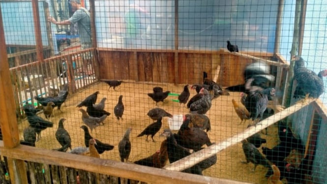 Ayam KUB Yang Berada di Kandang Peternakan