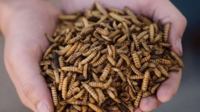 Larva magot BSF kering