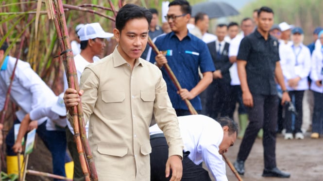 Wapres, Gibran Panen Tebu di Glenmore, Banyuwangi