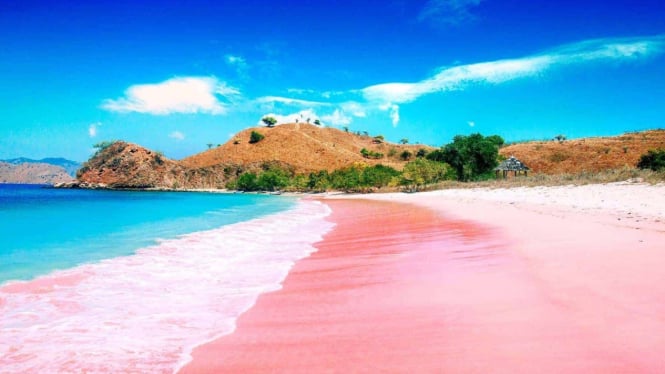 Pink Beach Menyembuhkan Dalam Warna