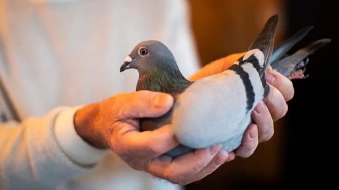 Selain jinak, burung merpati juga bisa dilatih.
