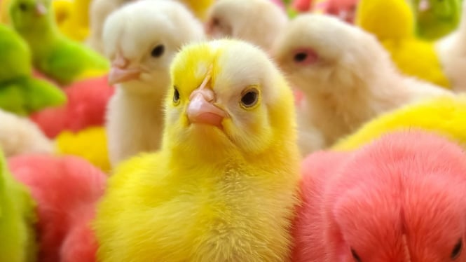 Ayam warna warni yang lucu