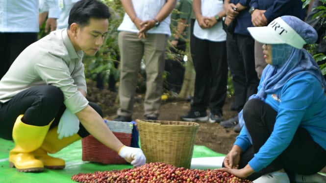 Wapres Gibran Panen Raya Kopi Ijen