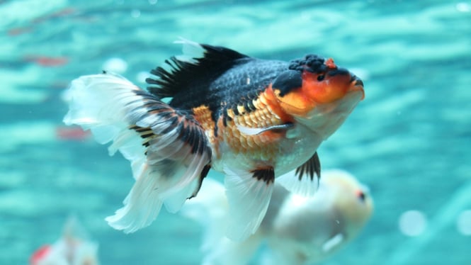Ikan mas koki Lionhead