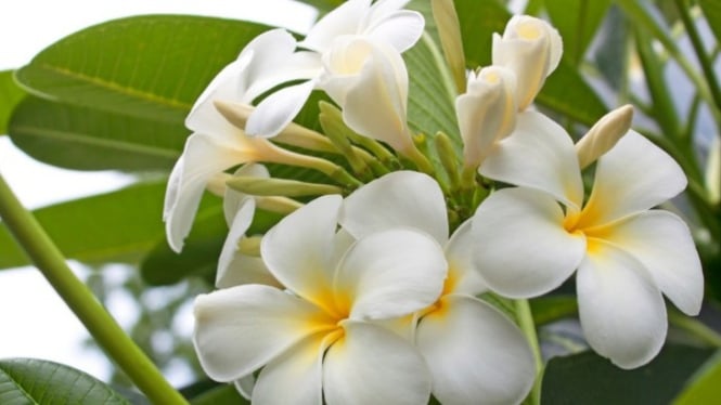 Bunga kamboja, wangi dan spiritual