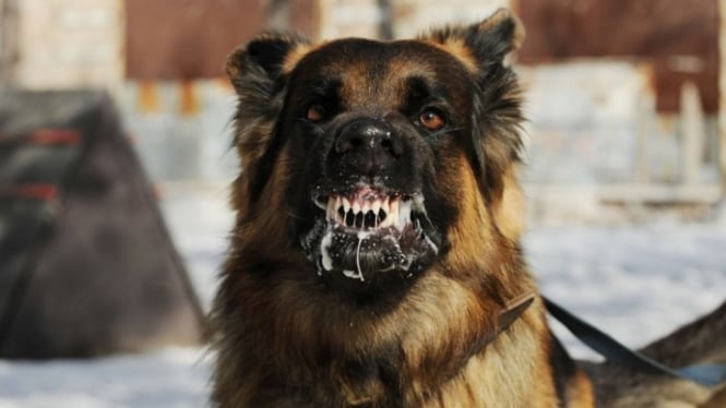 Anjing rabies yang sedang menyeringai