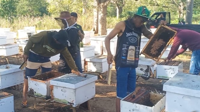 Panen madu ternak di Desa Alasbuluh