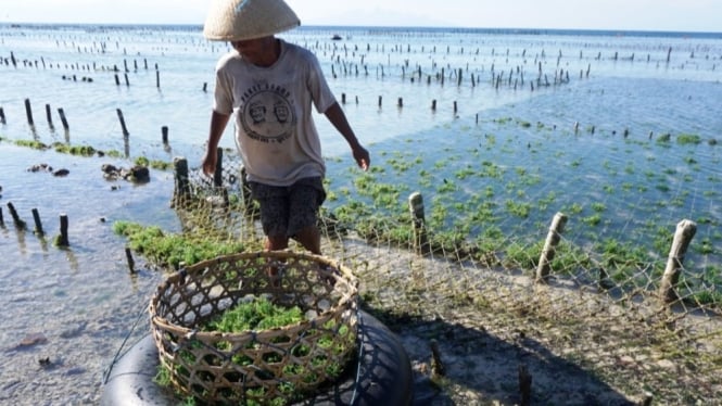 memanen rumput laut dalam keseimbangan antara tradisi dan inovasi