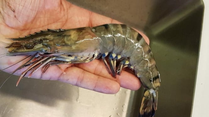 Udang segar dari Jimbaran Bali