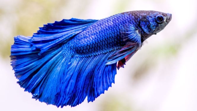 Ikan cupang yang sering diadu termasuk golongan ikan yang cerdas.