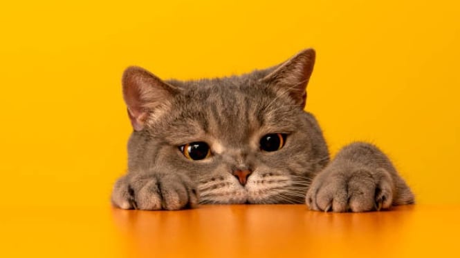 Benda asing yang tertelan di mulut kucing bisa menyebabkan muntah