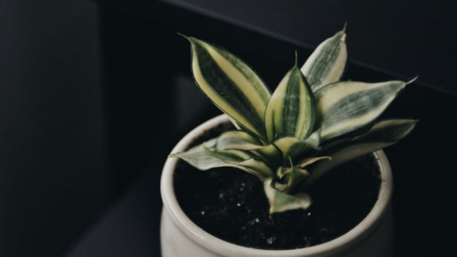 Sansevieria, Si Raja Tanaman Malas