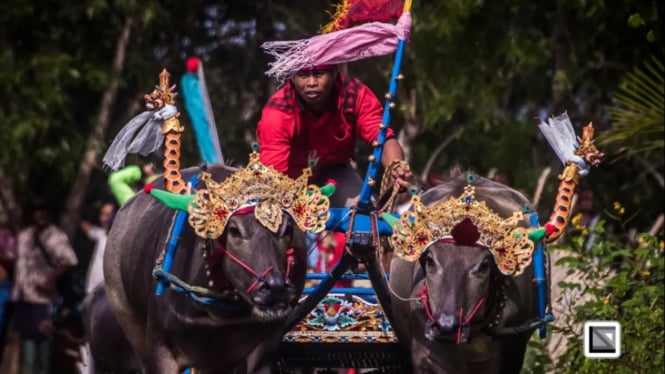 Tradisi Makepung dari Jembrana Bali