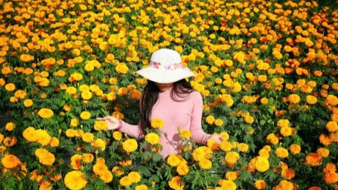 Keindahan Marigold Flowers di Desa Temukus Bali