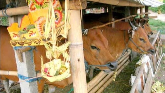 Menjaga Warisan Leluhur di Bali Melalui Tradisi Tumpek Kandang