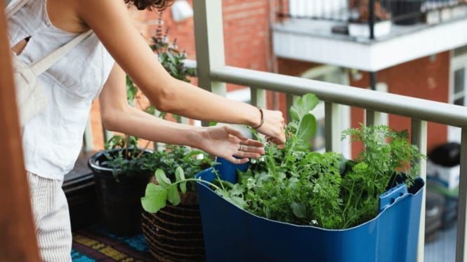 Memanfaatkan Lahan Terbatas Untuk Berkebun