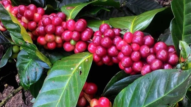 Kopi Kintamani, Warisan Bali dalam NFT