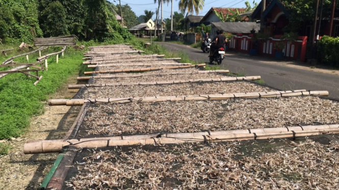 Proses pengeringan ikan teri di Kabupaten Lampung Selatan, Lampung.
