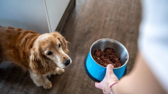 Makanan kucing bisa merusak fungsi hati dan ginjal anjing