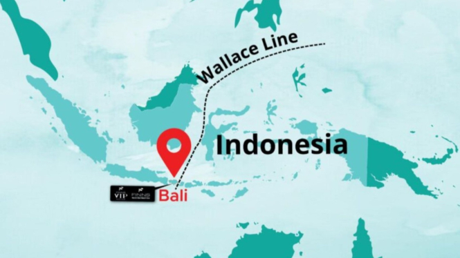 Garis Wallace diantara Pulau Bali dan Pulau Lombok.