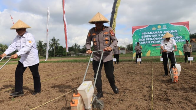 Penanaman jagung di desa Barebali Lombok Tengah.