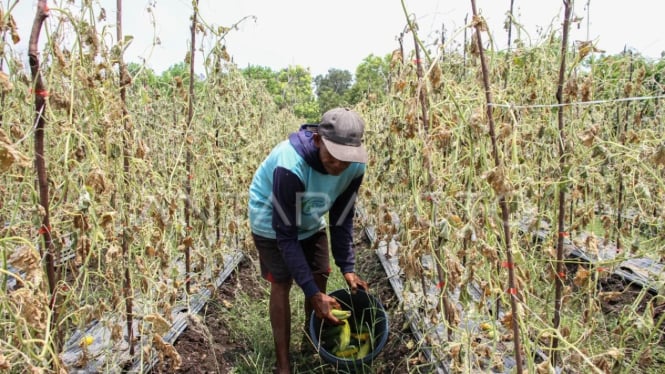 Petani yang gagal panen akibat cuaca ekstrem