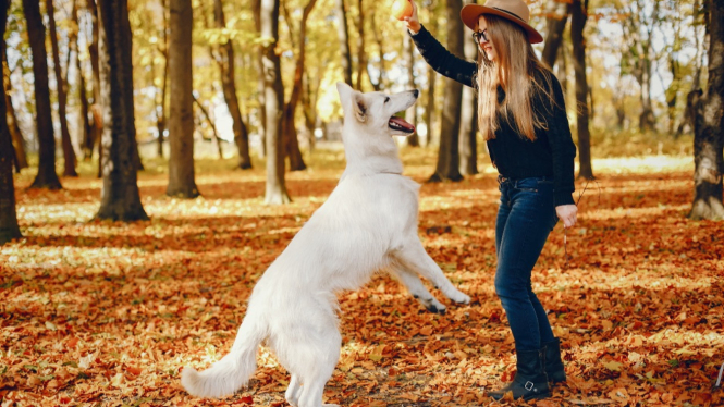 Seekor anjing yang sedang bermain bersama pemiliknya