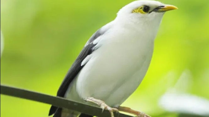 Jalak Bali, Keindahan Langka