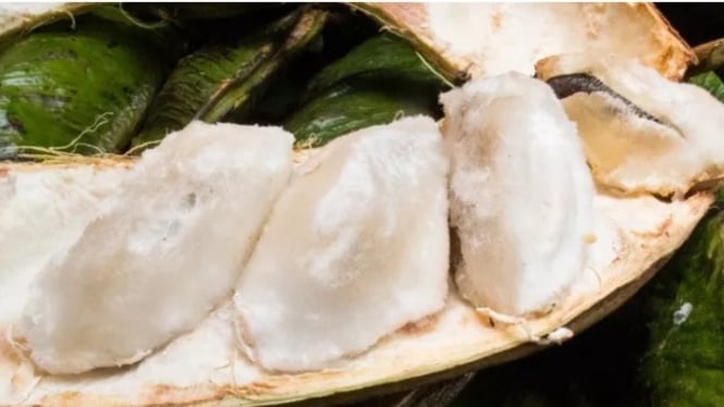 Segar dan unik, inilah buah salju khas Bedugul