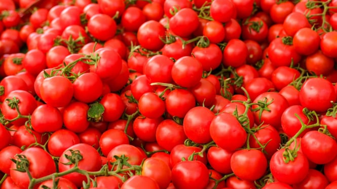 Perbedaan Tomat Buah Dan Tomat Sayur