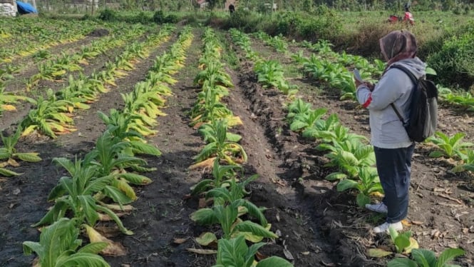 Tanaman tembakau milik petani sudah layu dan menguning