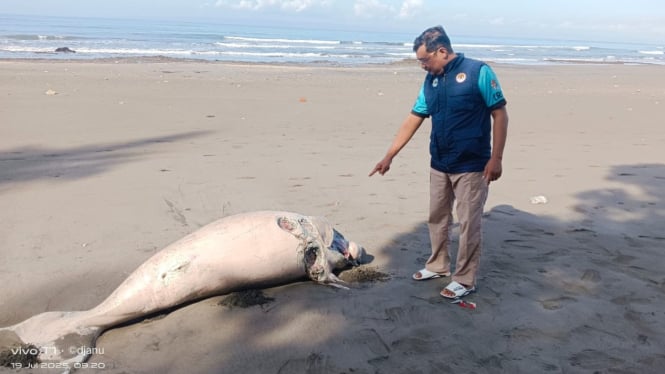 Bangkai Ikan Duyung (Dugong) ditemukan di Pantai Perancak