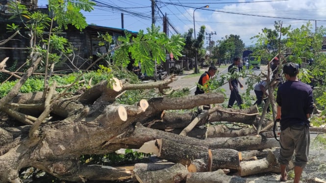 Penataan pohon perindang di jalan Nasional