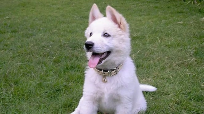 Anjing Kintamani, Pesona dari Pegunungan Bali
