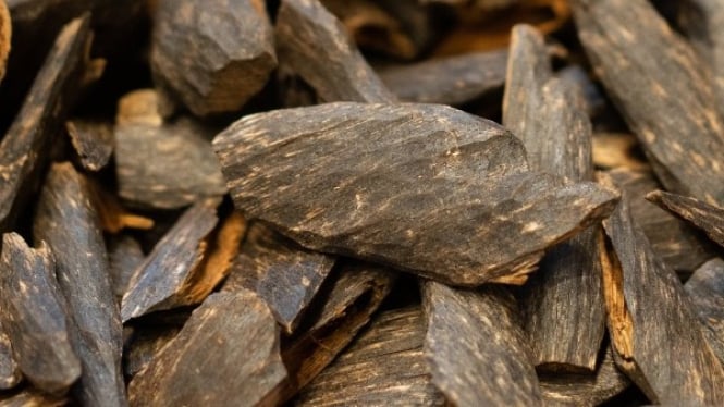 Oud Wood, Aroma Eksotis dari Jantung Pohon Gaharu