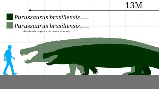 Ilustrasi Ukuran Purussaurus