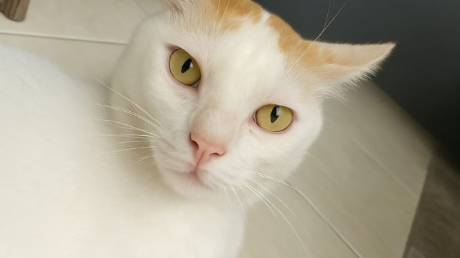 Kucing Putih yang Lucu
