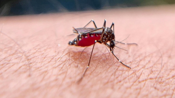 Ilustrasi nyamuk Aedes aegypti yang menyebabkan virus dengue.