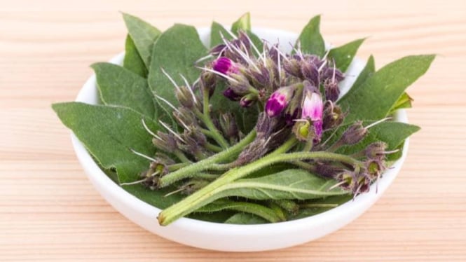 Manfaat lain Comfrey juga bisa membantu menyembuhkan luka