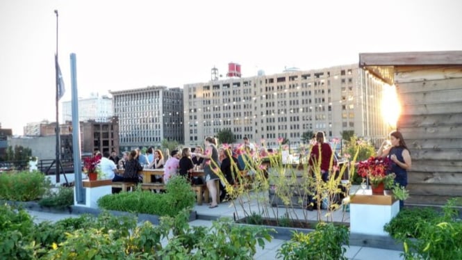 Lahan sempit, hasil maksimal dengan urban farming