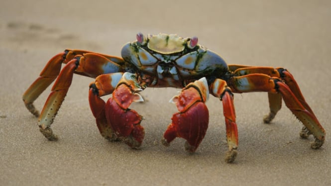 Crab mentality, saat iri lebih kuat dari dukungan