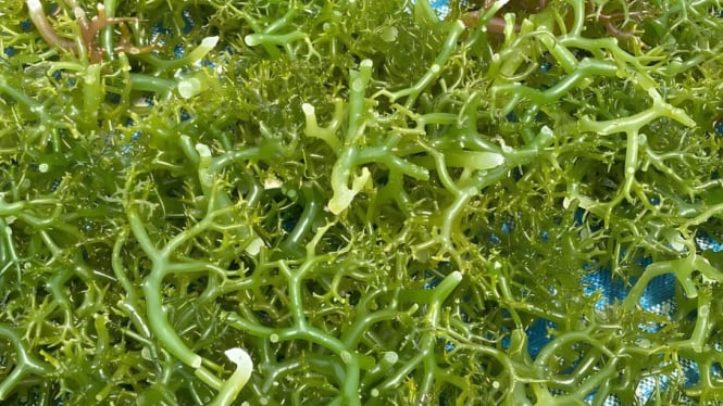 Penjemuran alami budidaya rumput laut pesisir lembongan