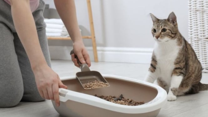 Rutinitas penting demi cegah infeksi toksoplasma dari kucing