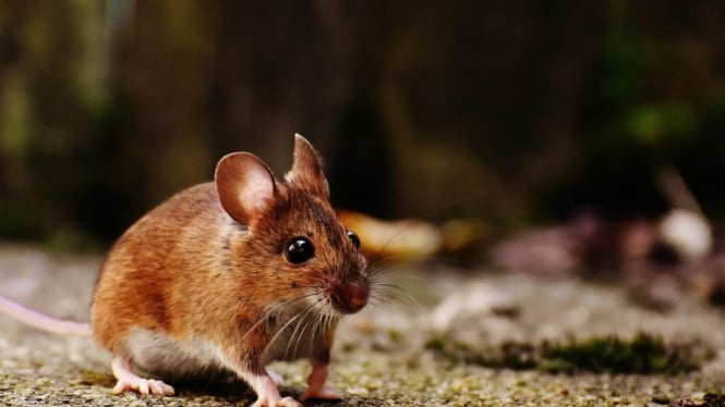 Waspadai infeksi kencing tikus