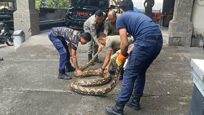 Damkar Jembrana Evakuasi Ular Sanca sepanjang 5 Meter